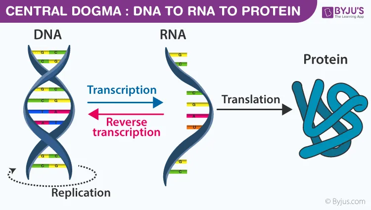 Central Dogma Diagram